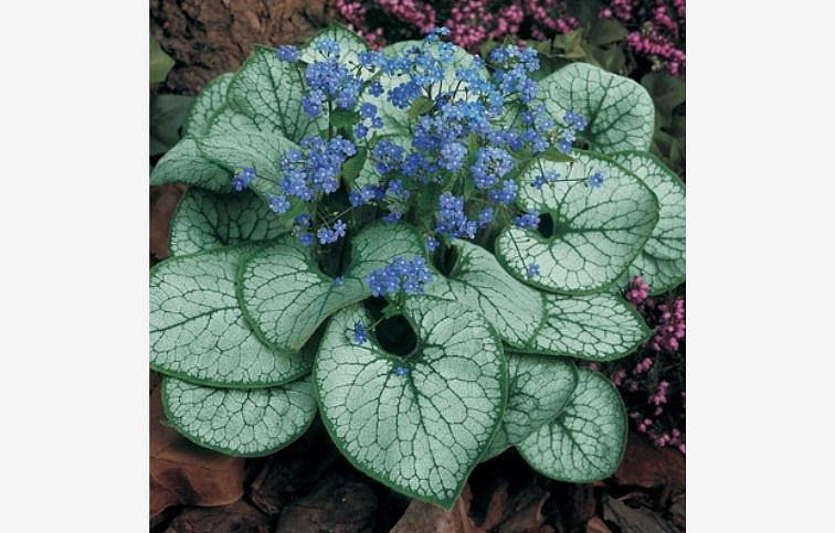 Brunera veľkolistá Silver Heart - Brunnera, kont. 1 l