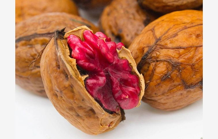 Orech vlašský SYCHROV 80-100 cm, kont. 6 l