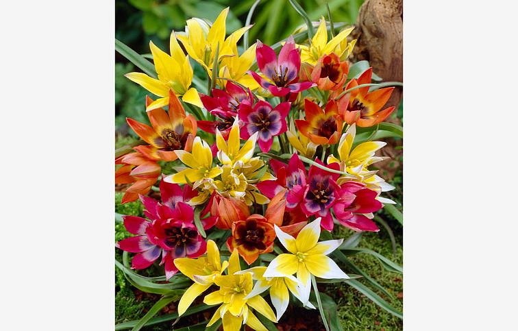 Tulipán Specie Mixed 3 ks v kont. 0,5 l