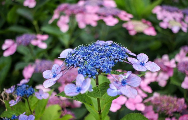Hortenzia pílovitá Blue Bird 20-30cm - Hydrangea serrata kont. 2 l