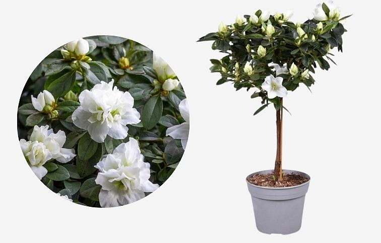 Azalka indická biela na kmienku, výška cca 40 cm - Rhododendron simsii, kont. p13