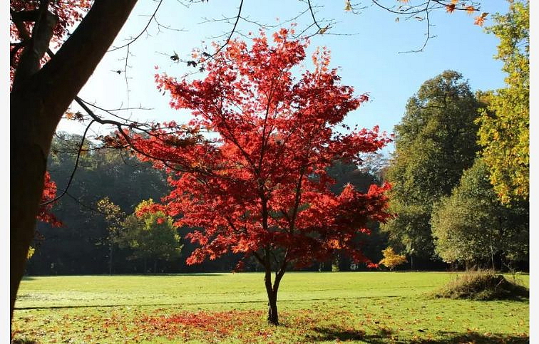 Javor dlaňovitolistý Atropurpureum 30-40cm - Acer palmatum, kont. p10