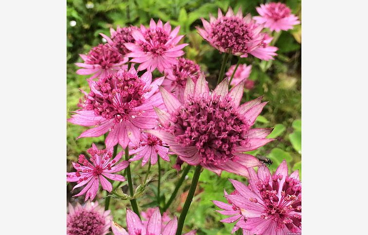 Jarmanka väčšia Roma - Astrantia, kont. 0,5 l