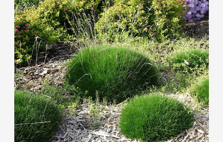 Kostrava medvedia Pic Carlit - Festuca gautieri, kont. 0,5 l