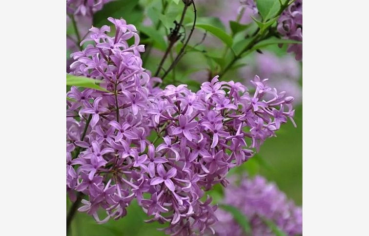 Orgován perzský na 80-90cm kmienku, výška 130-150 cm, kont. 18-25 l