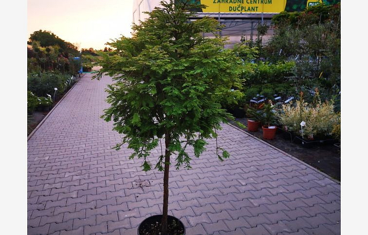 Metasekvoja glyptostroboides HAMLETS BROOM na kmienku 140-150 cm, kont. 15 l