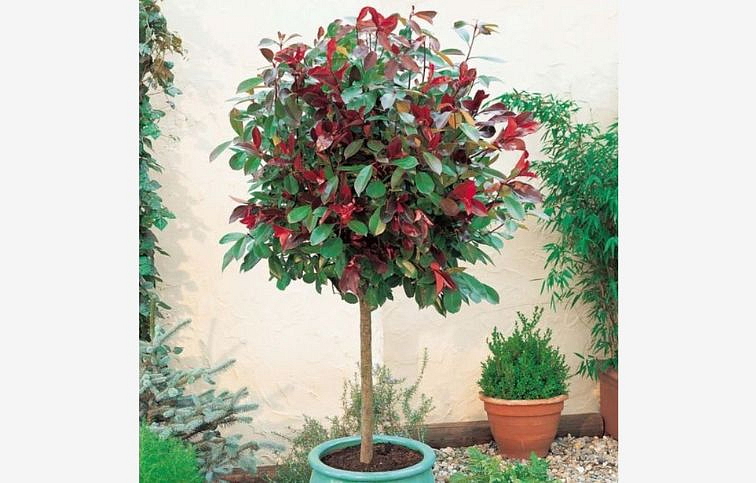 Červienka fraserová Red Robin na 40-45 cm kmienku, výška 70-80 cm, kont. 2 l