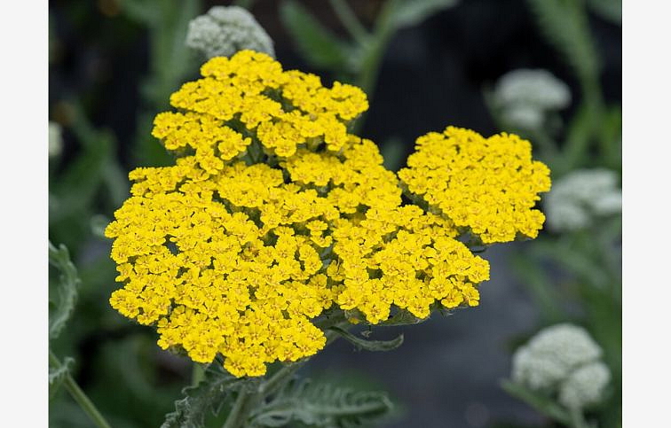 Rebríček Little Moonshine - Achillea, kont. 0,5 l