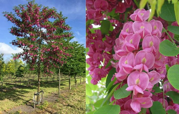 Agát biely Casque Rouge na kmienku, výška 300-350cm, obvod kmeňa 8-10cm, kont. 30-40l