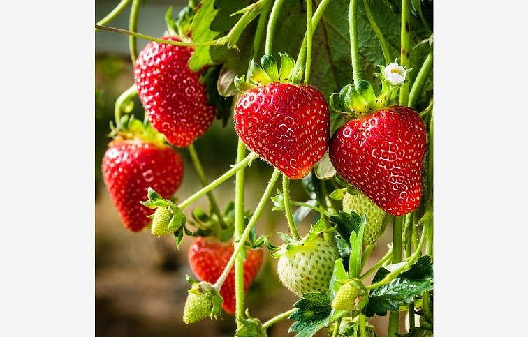 Jahody stálerodiace Ostara - Frigo sadba A, zväzok 10 ks