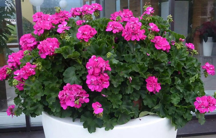 Muškát medzidruhový Champion Lila - Pelargonium, kont. 0,7 l