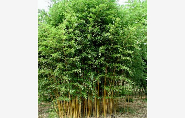 Bambus PHYLL. Aureosulcata Aureocaulis 160-200cm, kont. 15 l