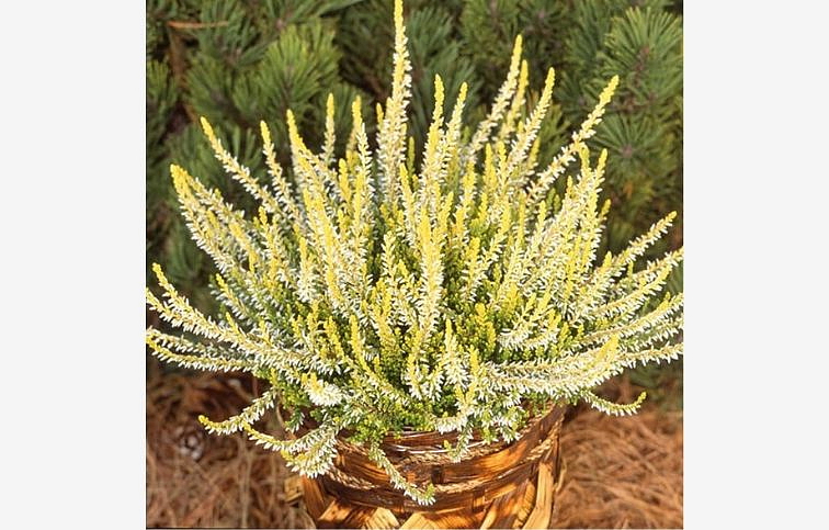 Vres Garden Girls žltý 20-30 cm, kont. p12