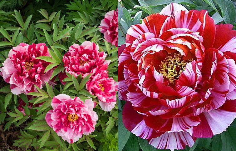 Pivonka drevitá Shimanishiki - Paeonia suffruticosa, kont. p14