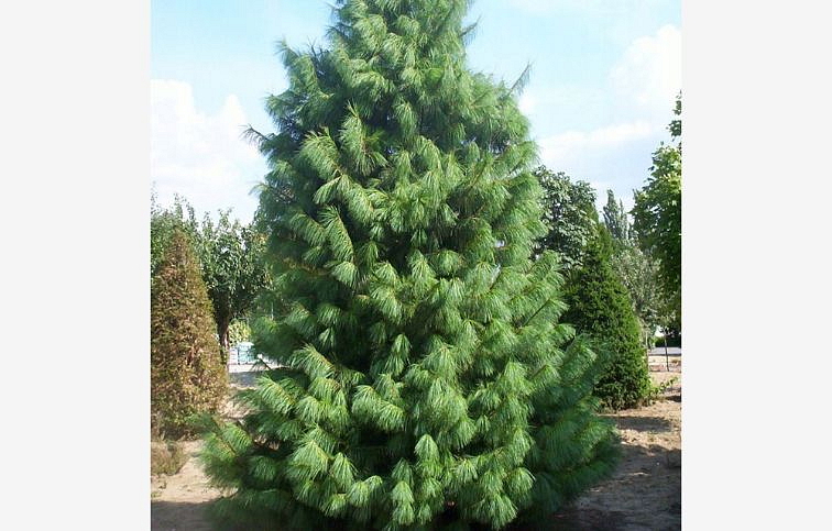 Borovica himalájska Wallichiana 100-110cm, kont. 25 l