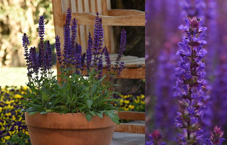 Šalvia hájna Salvatore Blue - Salvia nemorosa, kont. 0,5 l