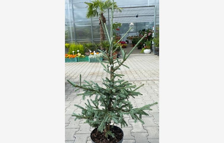 Smrek x Łotwa obovata var. caerulea 90-100 cm, kont. 7,5 l
