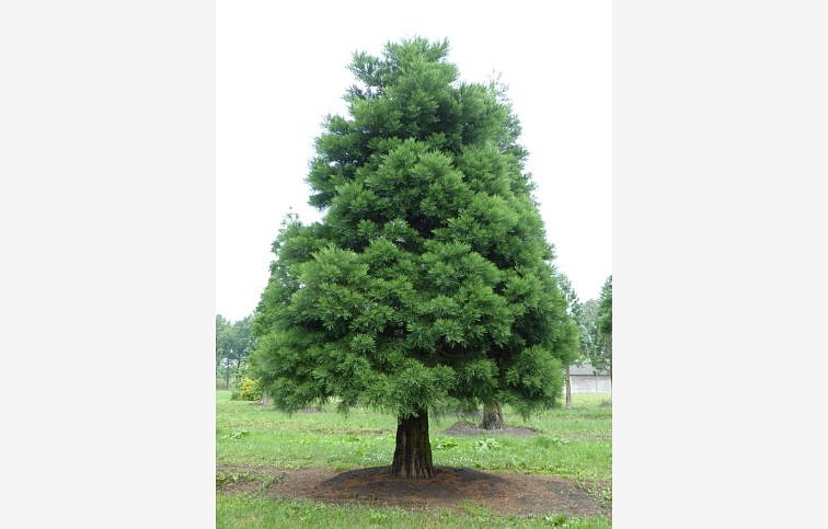 Sekvojovec mamutí 180-200 cm - Sequoiadendron giganteum, kont. 25 l