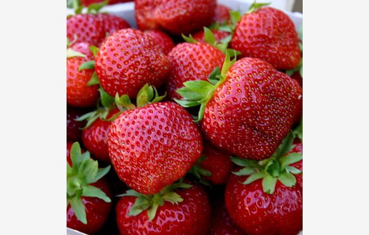 Jahoda Polka, multiplato 10 ks