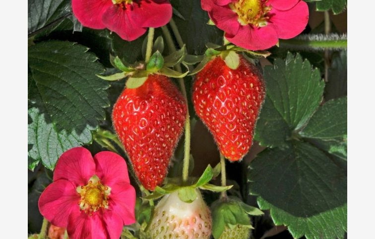 Jahoda previsnutá stálerodiaca Toscana - Fragaria, kont. 0,5 l