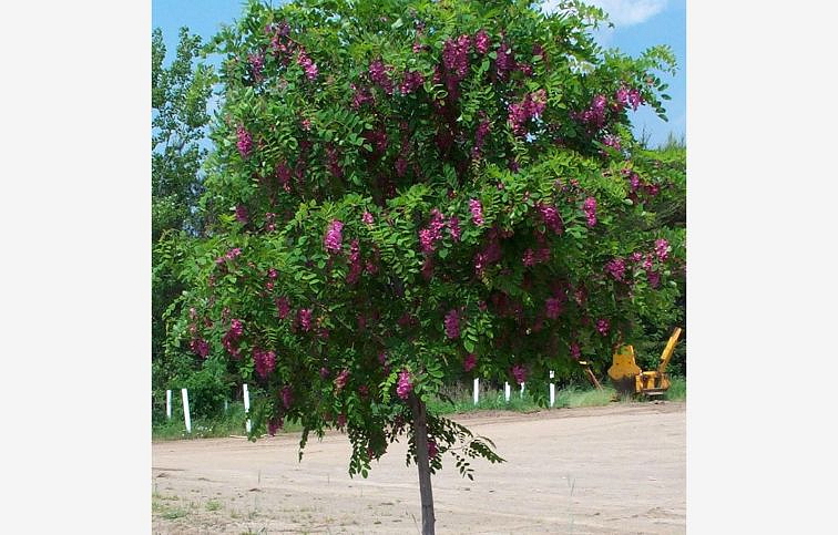 Agát srstnatý Rosea na 110-130 cm kmienku, výška 120-170 cm, kont. C5