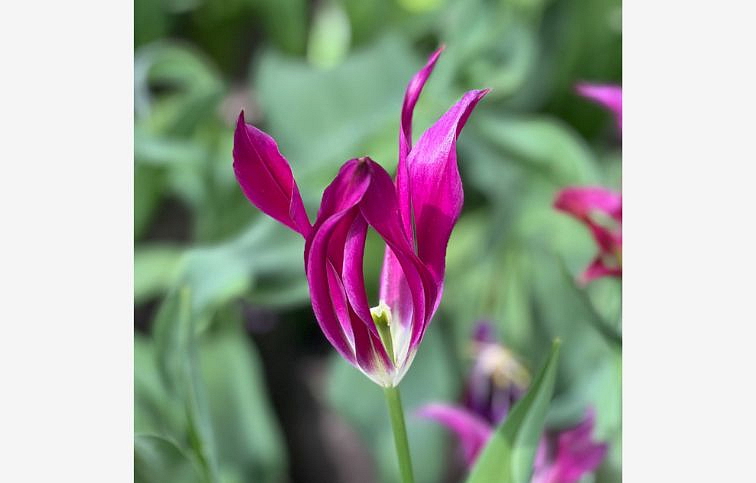 Tulipán Purple Doll 3 ks v kont. 0,5 l