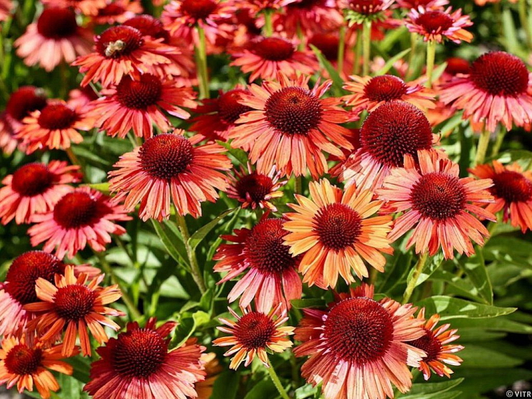 Echinacea purpurová Meditation Orange, kont. 1 l