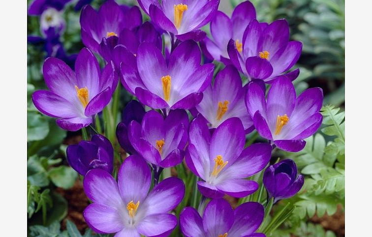 Krokus Ruby Giant 3 ks v kont. 0,5 l