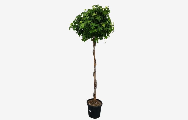 Ambrovník styraxový GUM BALL špirála na 180-190cm kmienku, výška 220-240 cm, kont. 55 l