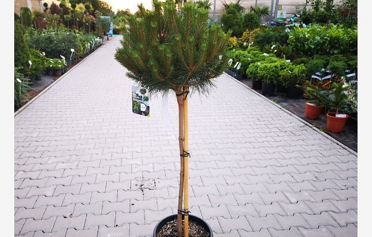 Borovica čierna PIERRICK BREGEON na cca 80cm kmienku, výška 110-120 cm, kont. 18 l