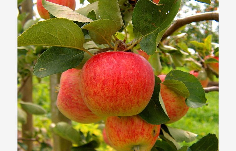 Jabloň Piros, podp. M7, voľnok.