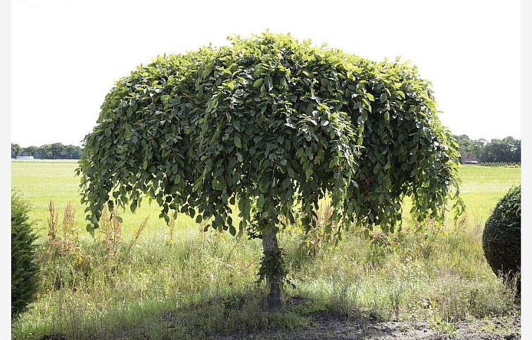 Hrab obyčajný Pendula 140-180 cm, kont. C2