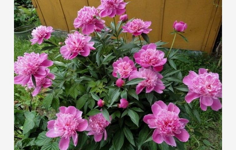 Pivonka bylinná Madame Furtado - Paeonia lactiflora, kont. p11