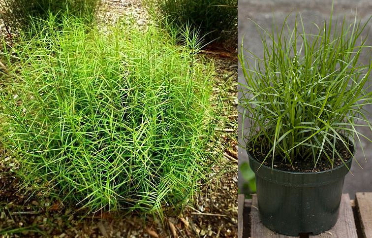 Ostrica muskingumenská Little Midge - Carex muskingumensis, kont. 0,5 l