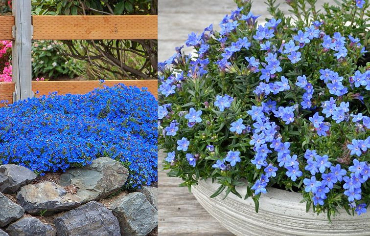 Kamejka Heavenly Blue - Lithodora, kont. 0,5 l