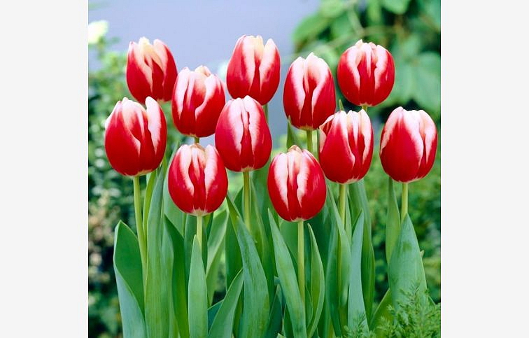 Tulipán Leen van der Mark 3 ks v kont. 0,5 l