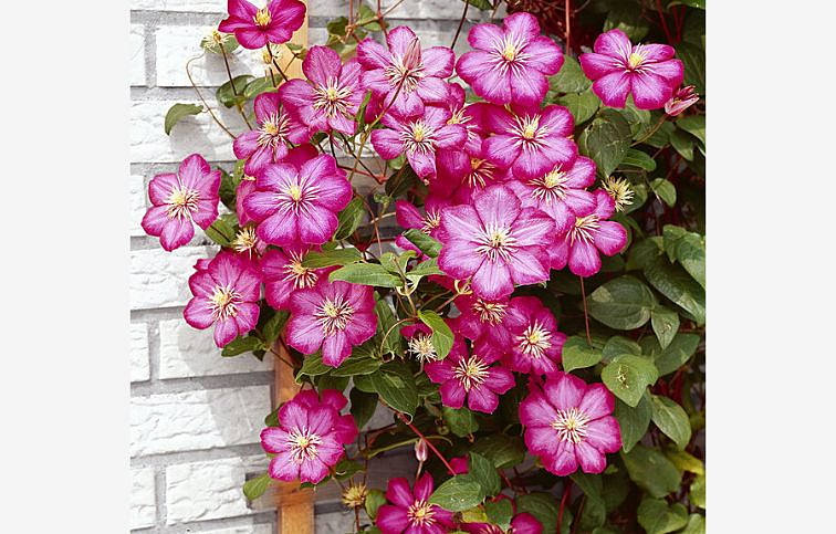 Plamienok Ville de Lyon 50-60 cm - Clematis, kont. p15