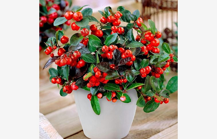 Gaultheria Big Berry 20cm, kont. p12