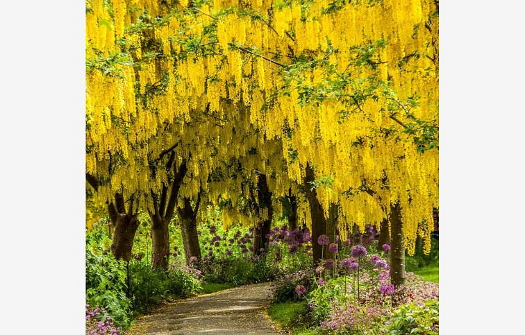 Štedrec previsnutý Vossii 130-150cm, kont. 5 l