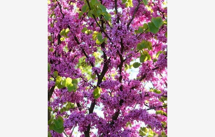 Judášovec strukový 40-60cm, kont. 7 l