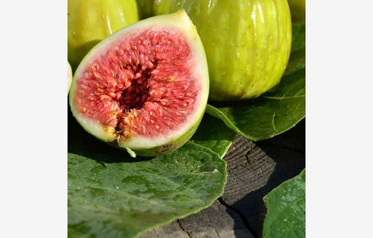 Figovník 'Noire de Caromb'