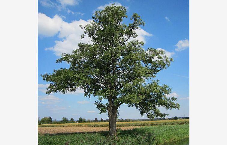Jelša Lepkavá na kmienku 300-400 cm, obvod kmeňa 8-10 cm, kont. 30 l