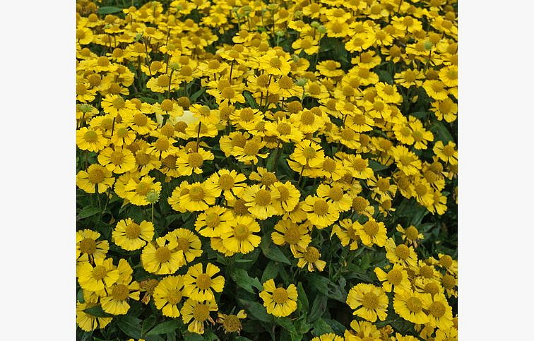 Helénium hybridné Mariachi Sombrero, kont. 1 l