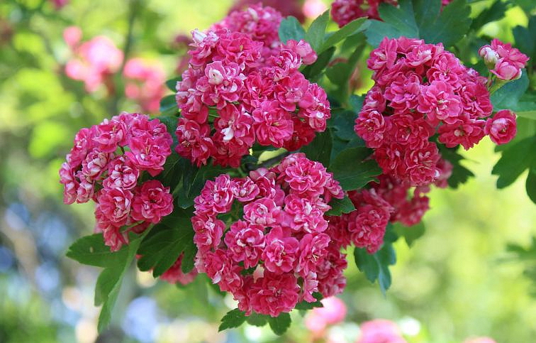 Hloh obyčajný Pauls Scarlet 160-200 cm, kont. 15 l