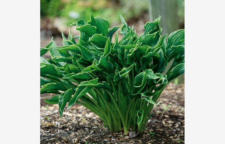 Hosta Praying Hands - Funkia, kont. 1 l