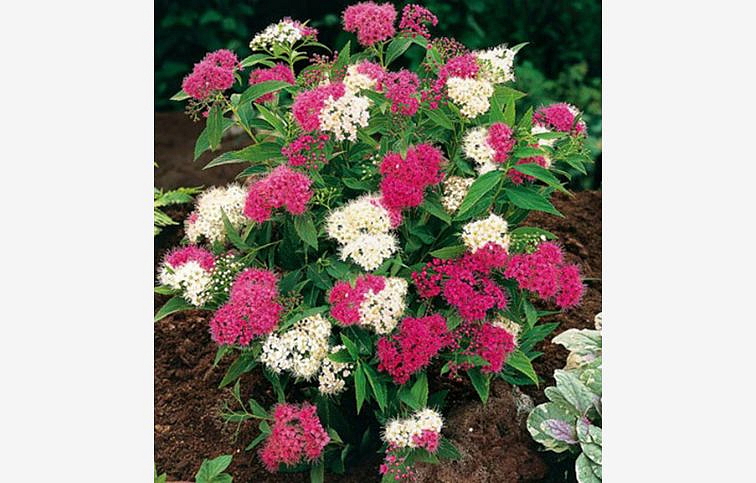 Tavoľník japonský Genpei 10-20cm - Spiraea japonica kont. 2 l