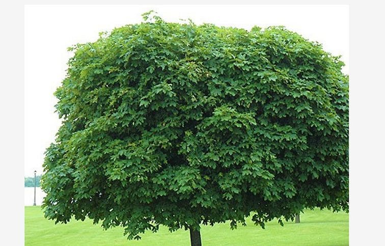 Javor mliečny Globosum na 80-90 cm kmienku, výška 120-130 cm, kont. 9 l