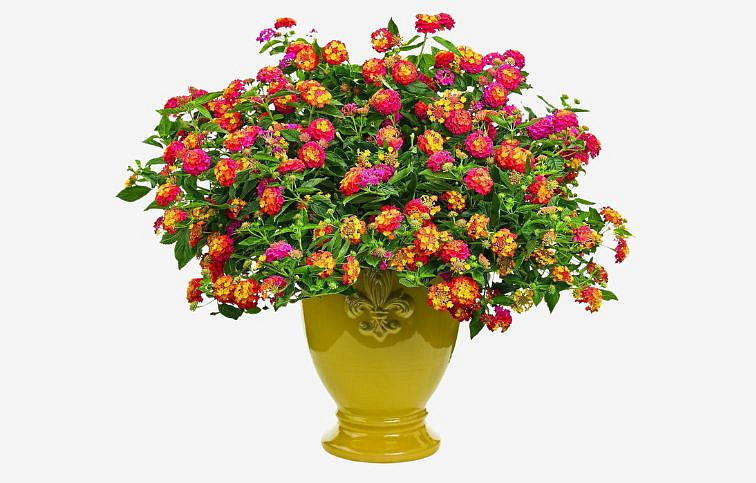 Lantana Calippo Tutti Frutti, kont. 0,7 l