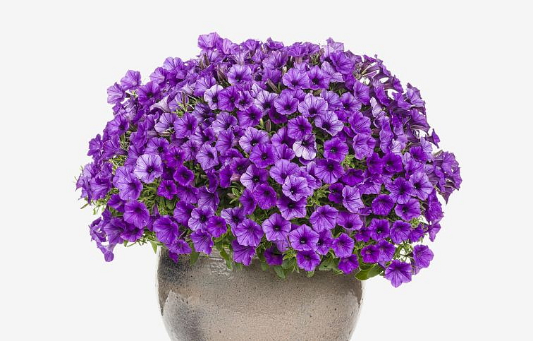 Petúnia Supertunia Vista Mini Vista Blue Violet, kont. 0,5 l