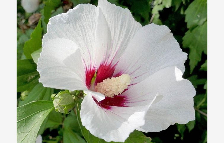 Ibištek sýrsky Monstrosus 30-40 cm, kont. 2-3 l